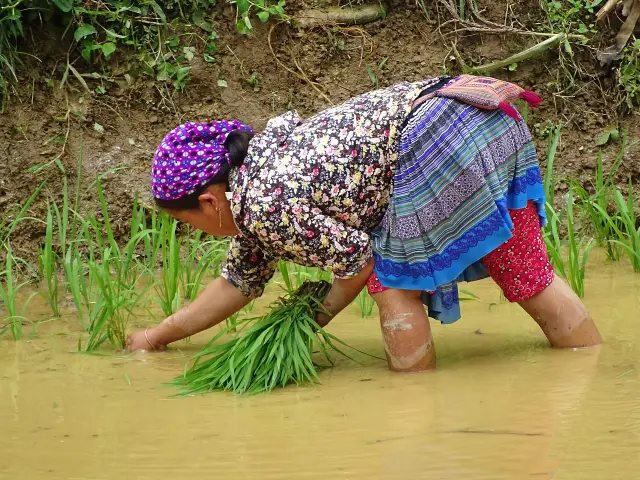 Người dân cấy lúa gần Bắc Hà, Lào Cai. Ảnh: Adam Jones/Wikimedia Commons, CC BY-SA 2.0.