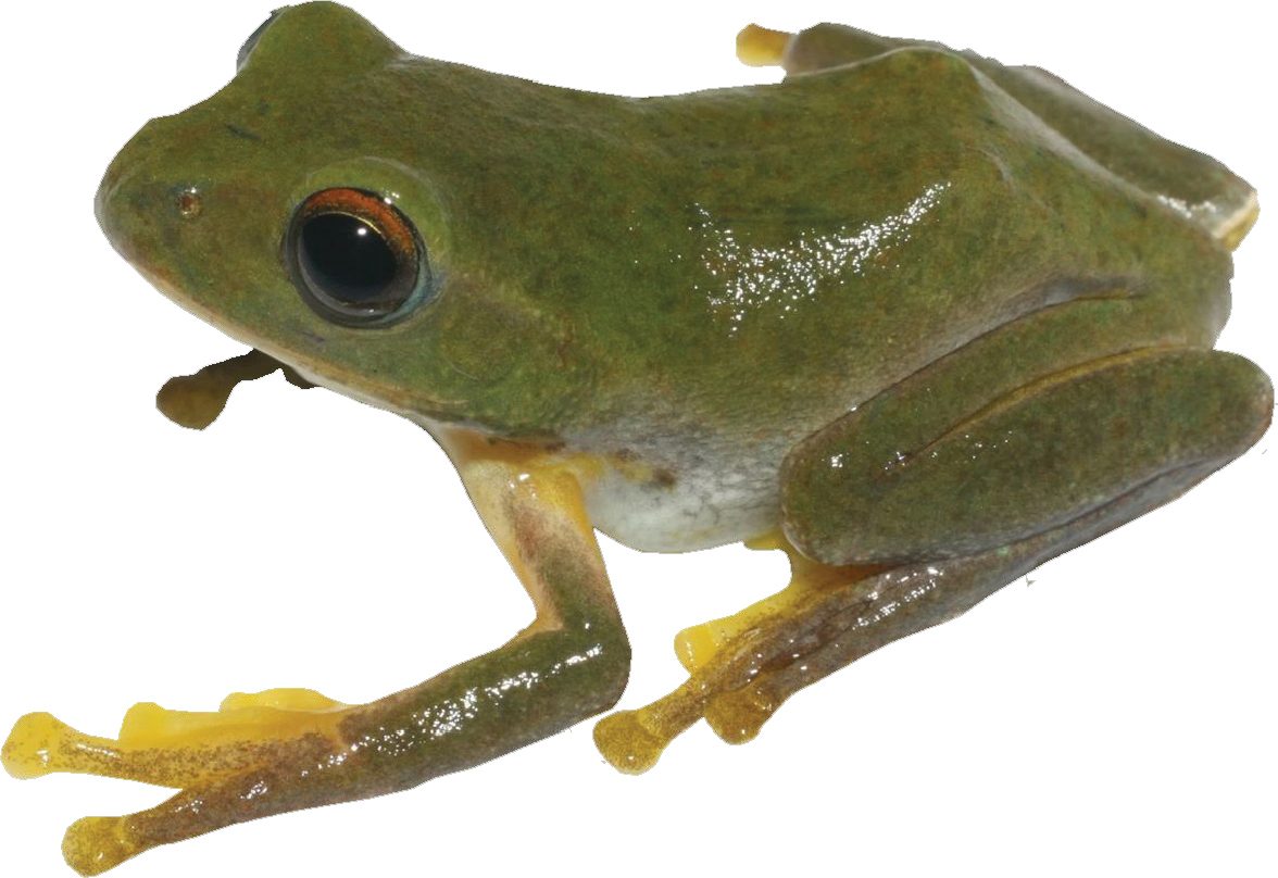 Adult male holotype (IEBR A 5136) of Zhangixalus thaoae sp. nov., in life, from Y Ty Commune, Bat Xat District, Lao Cai Province, northwestern Vietnam.