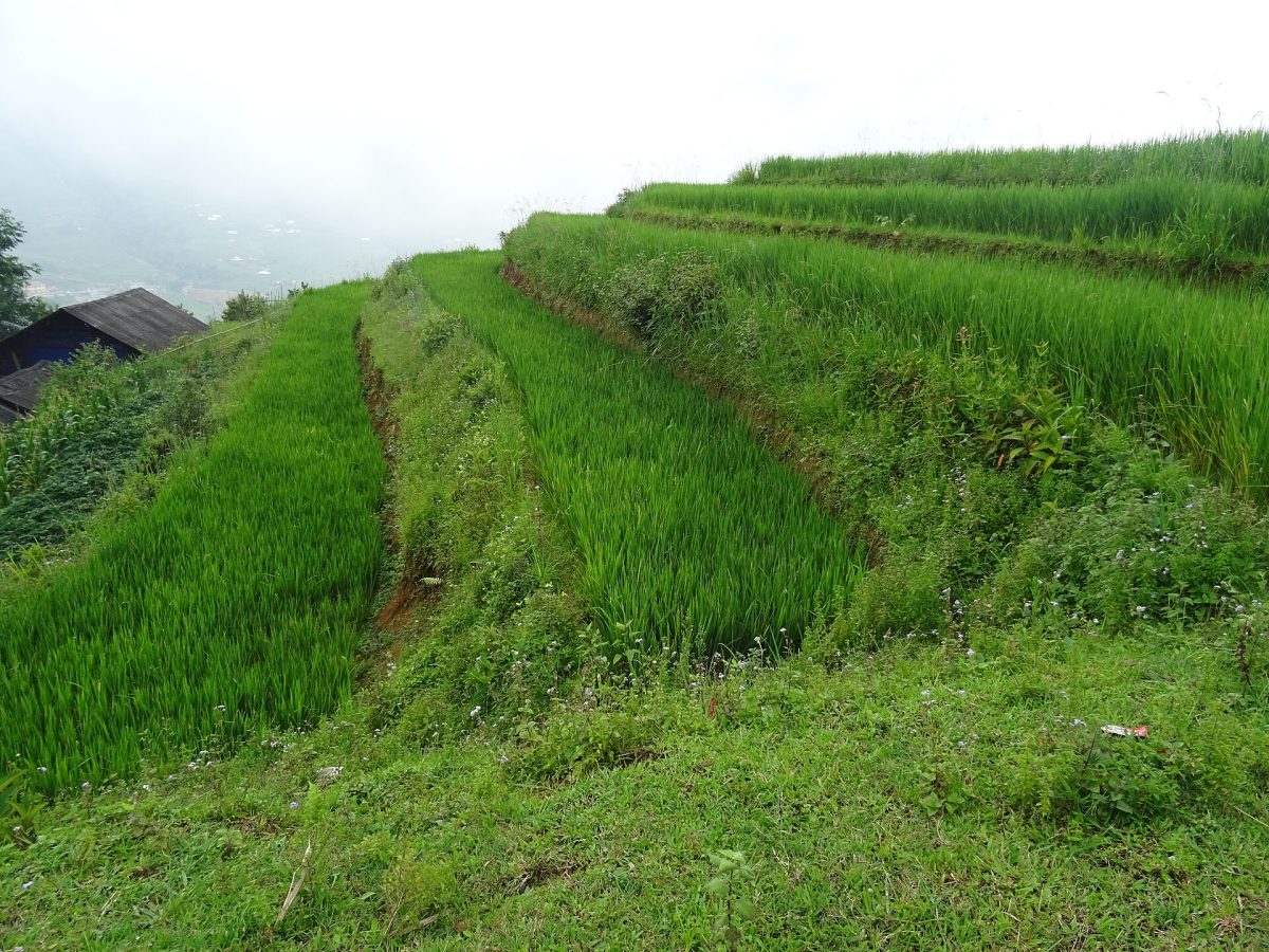 Rice terraces in Tả Van 09