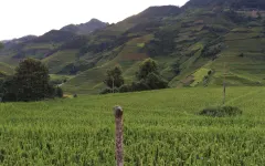 Mù Cang Chải – Tú Lệ vào mùa vàng ruộng bậc thang