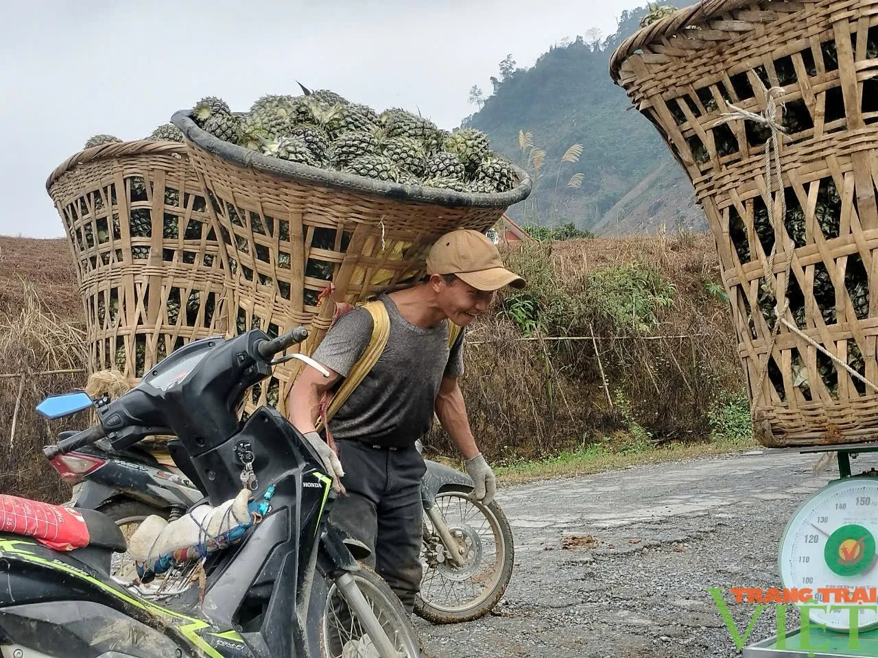Ghé Bản Lầu mùa dứa chín, theo nông sản vào nhịp trải nghiệm