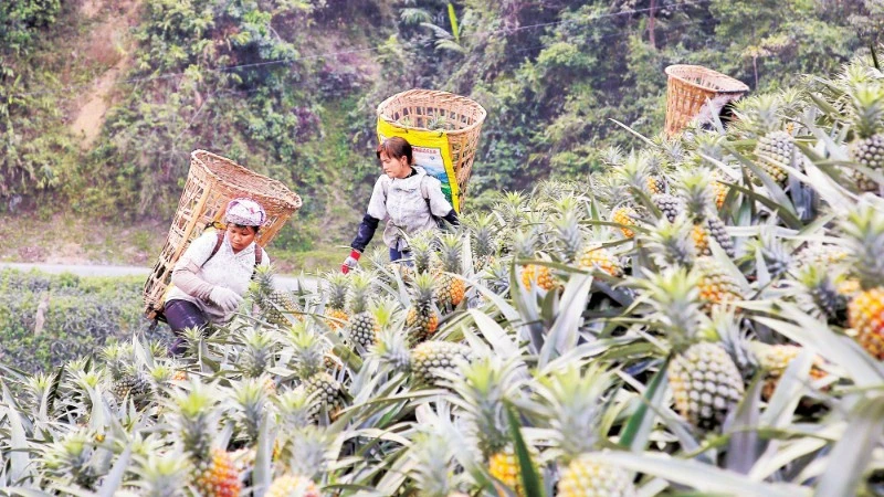 Ăn dứa ở Bản Lầu, theo mùa vàng lên đồi Mường Khương