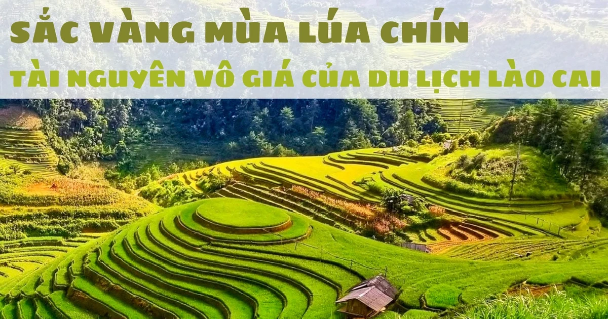Lào Cai mùa lúa chín: đi đâu để ngắm ruộng bậc thang mà vẫn tránh đông