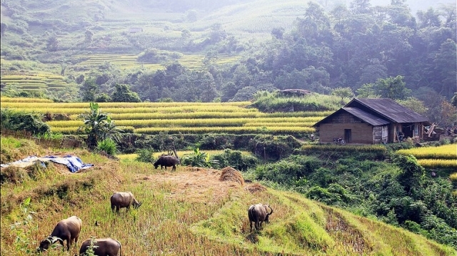 A Lù mùa ruộng bậc thang đẹp nhất