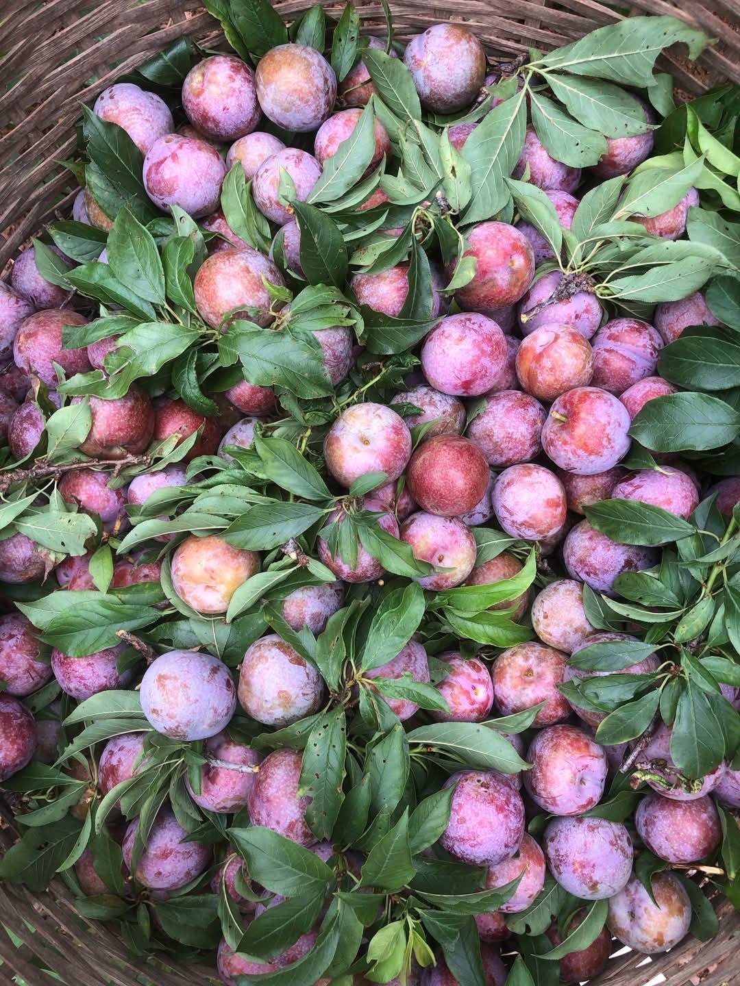 Nhà E Có Ít Mận, Ai Mua Ủng Hộ E Với Ạ. Giá Lẻ 12 K/ 1 Kg. Mận Bao Ngon, Ngọt, Q