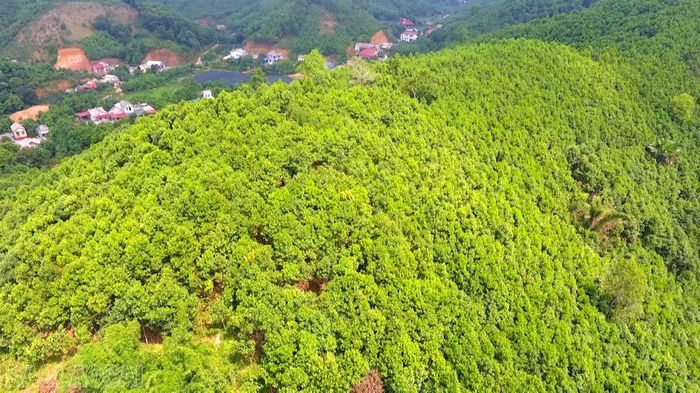 Cần bán quế Lào Cai