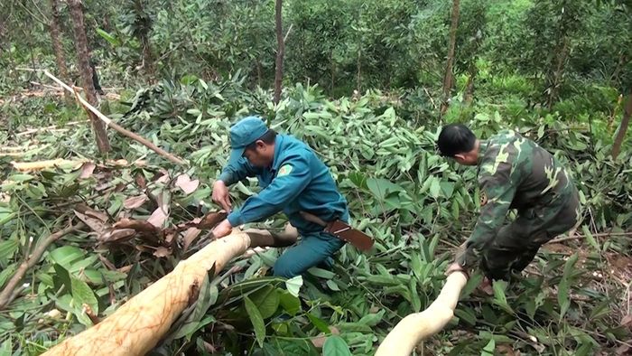 Cần bán quế Lào Cai