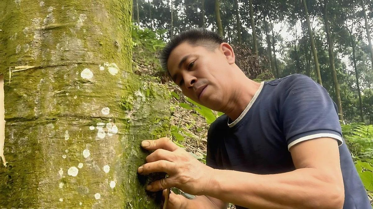 Cần bán quế Lào Cai